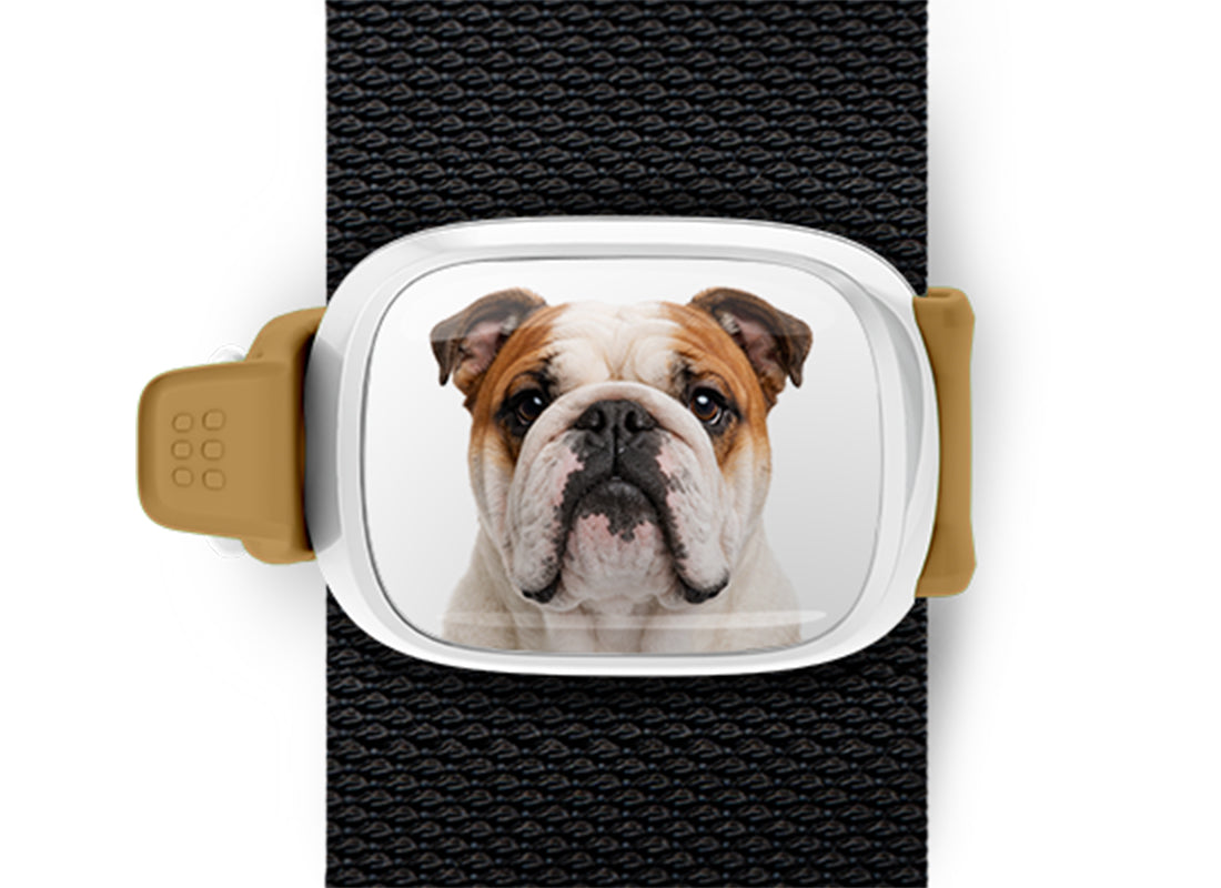 Bulldog photo Stwrap bag tag mounted flat on a black bag strap