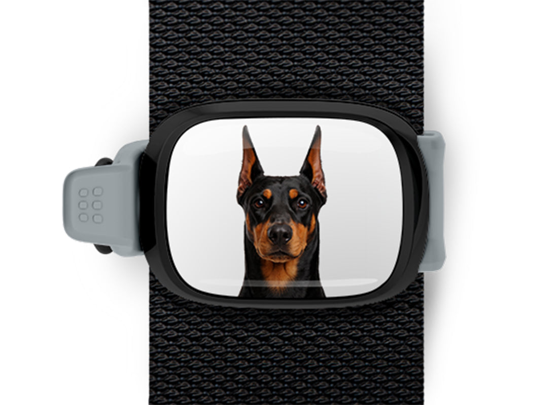 Doberman photo Stwrap bag tag mounted flat on a black bag strap