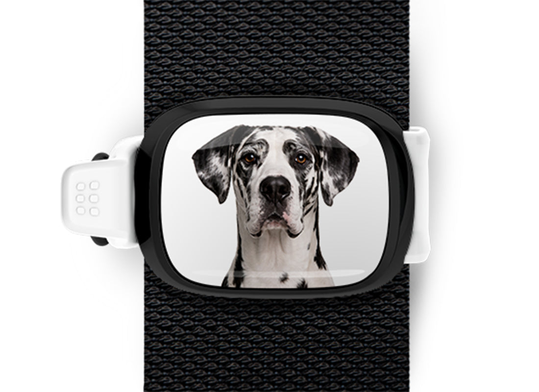 Great Dane photo Stwrap bag tag mounted flat on a black bag strap