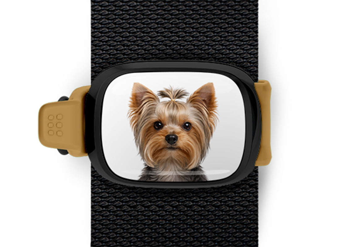 Yorkshire Terrier photo Stwrap bag tag mounted flat on a black bag strap