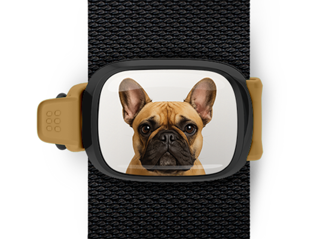 French Bulldog photo bag tag Stwrap mounted on backpack strap