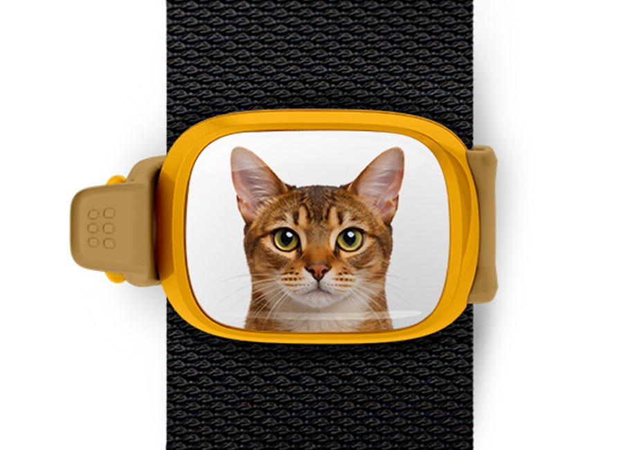 Abyssinian Cat Stwrap bag tag mounted flat on a black backpack strap.