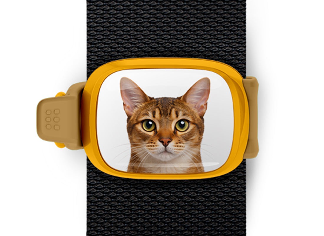 Abyssinian Cat Stwrap