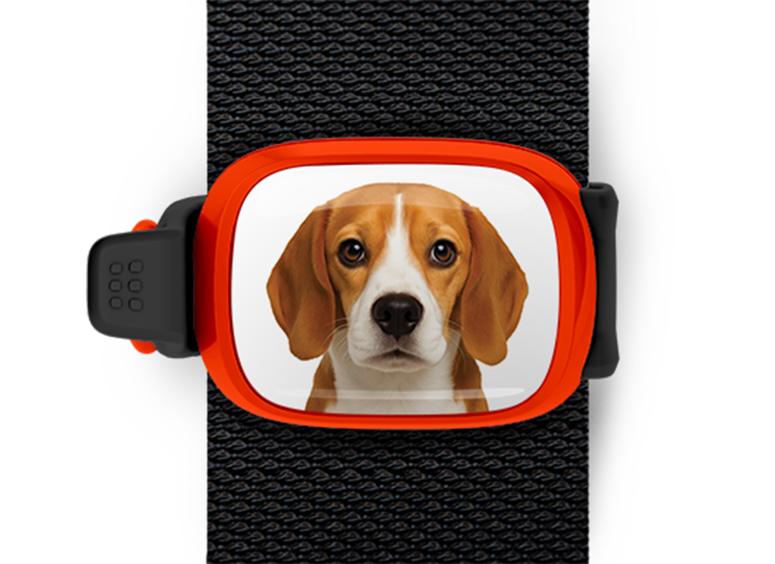 Beagle photo bag tag Stwrap mounted on backpack strap