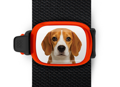 Beagle Stwrap Bag Tag