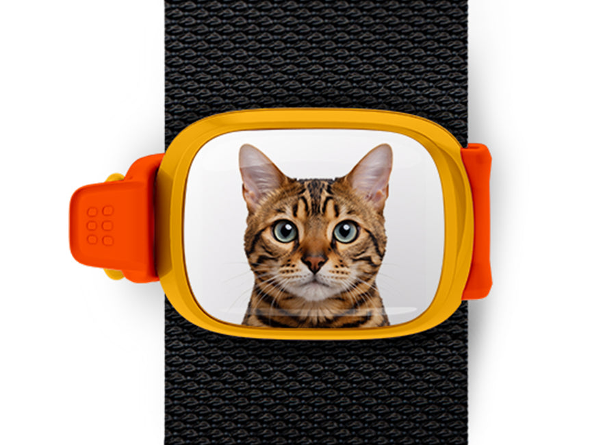 Bengal Cat Stwrap bag tag mounted flat on a black backpack strap.