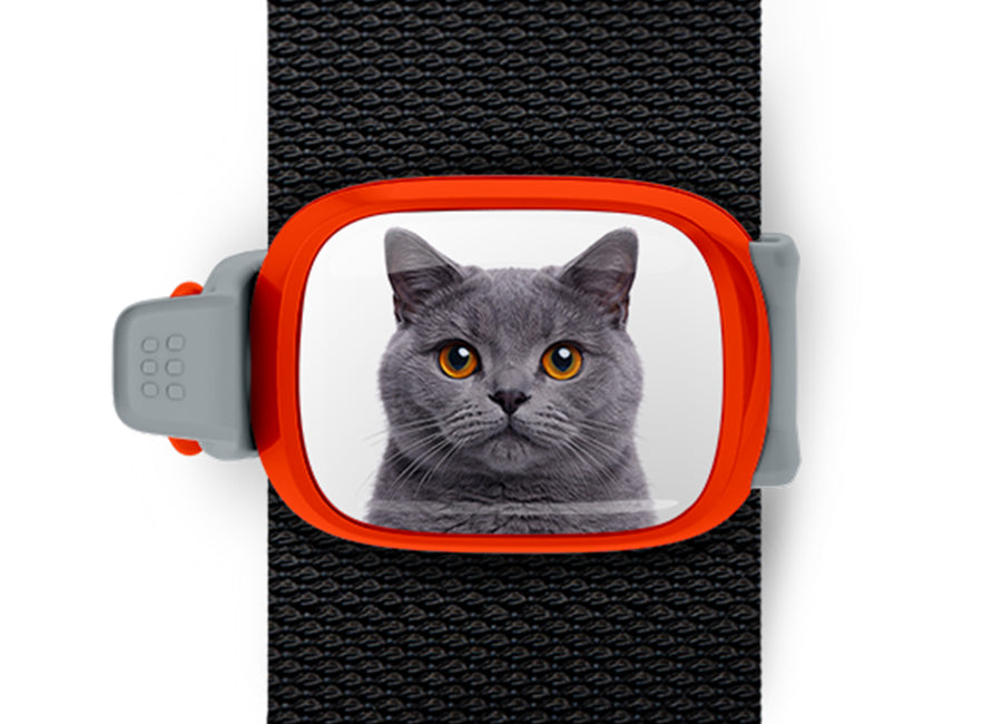 British Shorthair Cat Stwrap bag tag mounted flat on a black backpack strap.