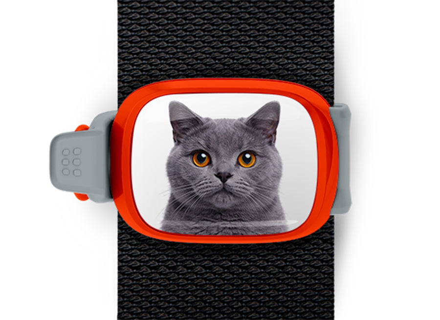 British Shorthair Cat Stwrap bag tag mounted flat on a black backpack strap.
