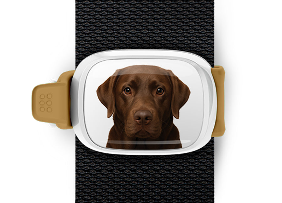 Chocolate Lab Bag Tag mounted flat on a bag strap