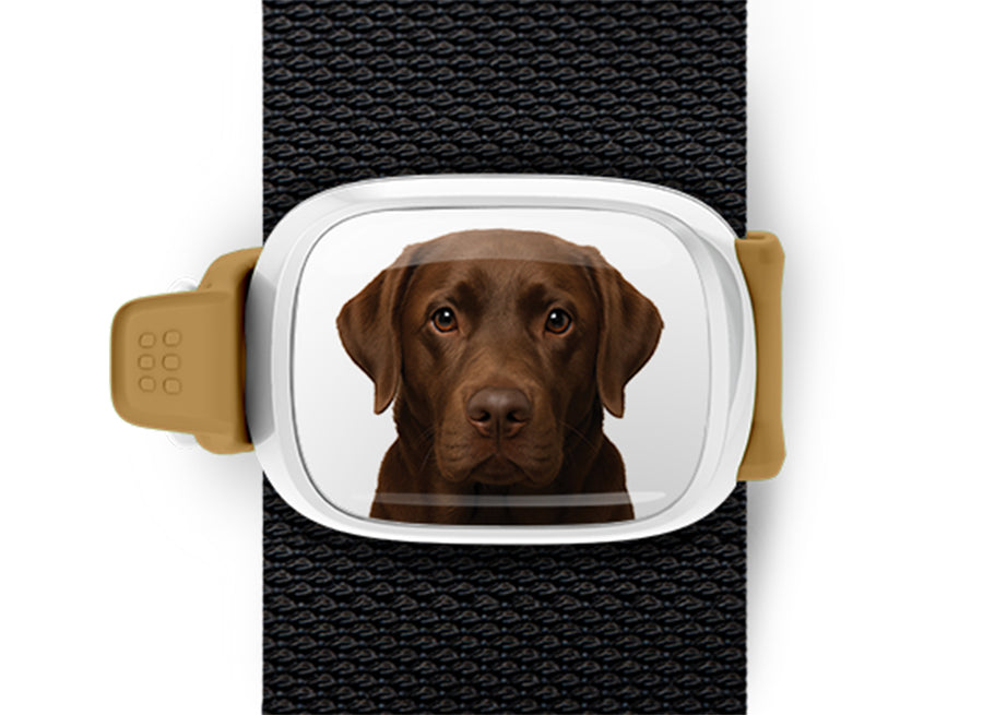 Chocolate Lab Bag Tag mounted flat on a bag strap