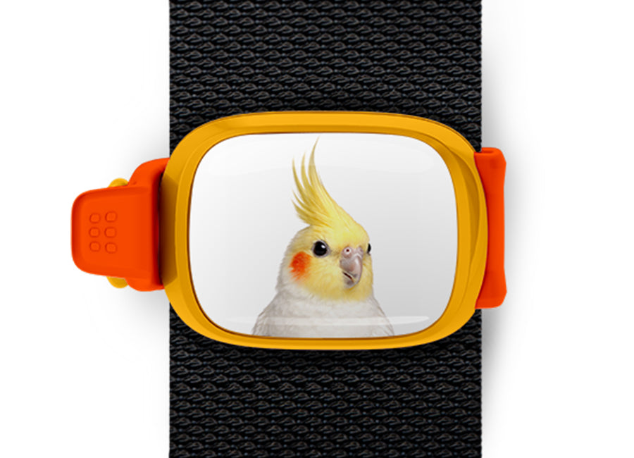 Cockatiel Stwrap bag tag mounted flat on a black backpack strap.