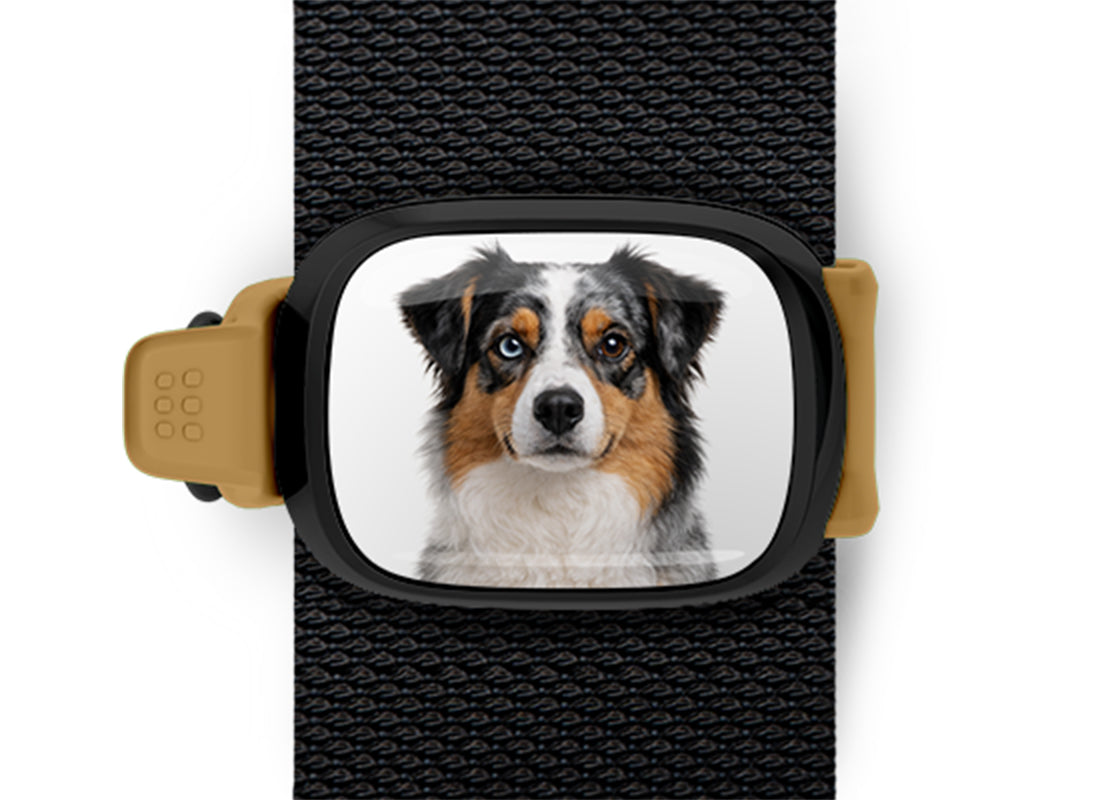 Australian Shepherd photo Stwrap bag tag mounted flat on a black bag strap