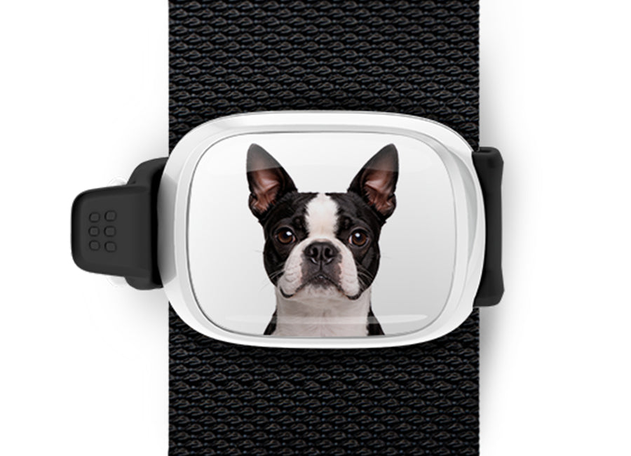 Boston Terrier photo Stwrap bag tag mounted flat on a black bag strap