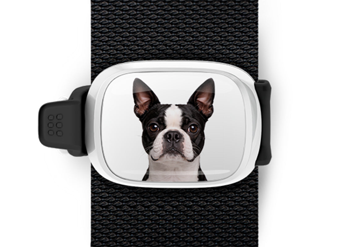 Boston Terrier photo Stwrap bag tag mounted flat on a black bag strap