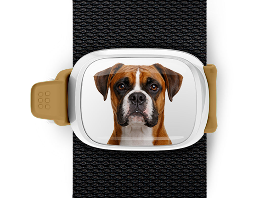 Boxer photo Stwrap bag tag mounted flat on a black bag strap