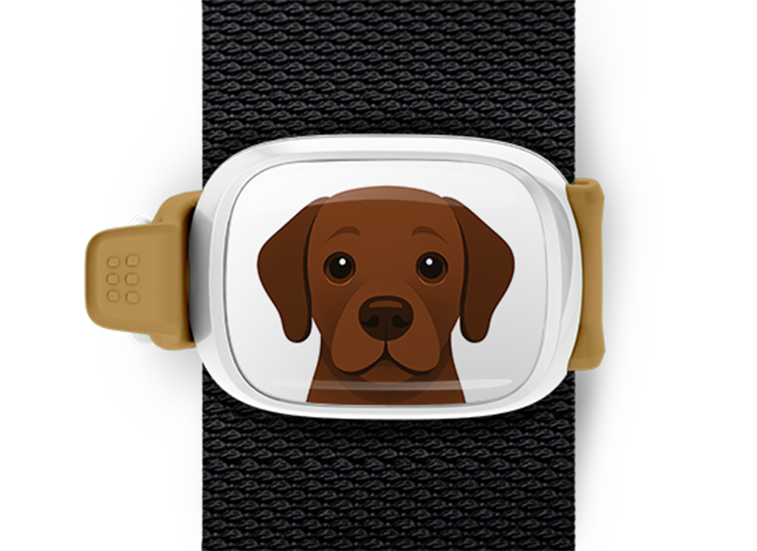 Chocolate Lab illustration bag tag Stwrap mounted on backpack strap