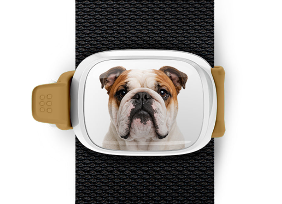 Bulldog photo Stwrap bag tag mounted flat on a black bag strap