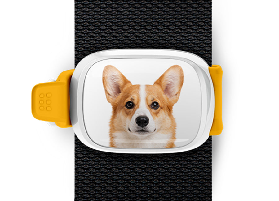 Corgi photo Stwrap bag tag mounted flat on a black bag strap