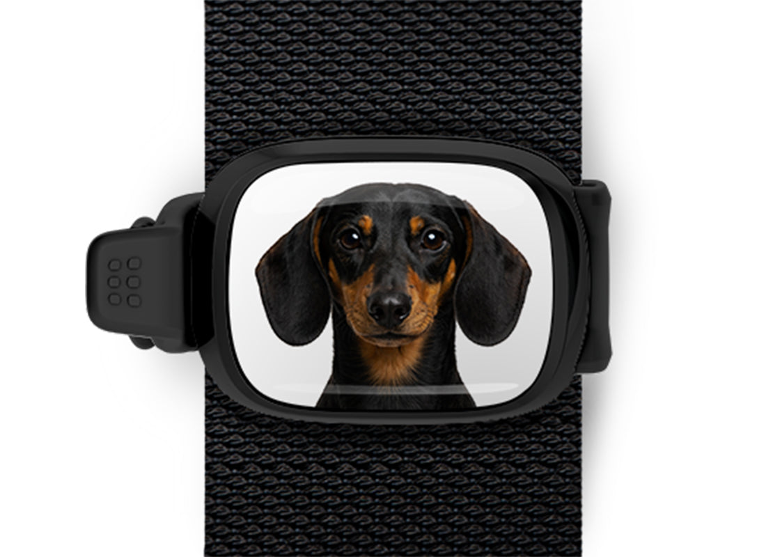 Dachshund photo Stwrap bag tag mounted flat on a black bag strap