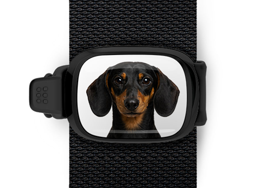 Dachshund photo Stwrap bag tag mounted flat on a black bag strap