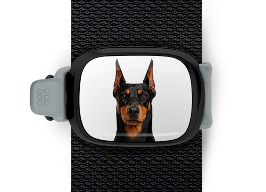 Doberman photo Stwrap bag tag mounted flat on a black bag strap