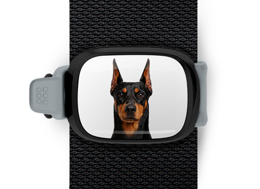Doberman photo Stwrap bag tag mounted flat on a black bag strap