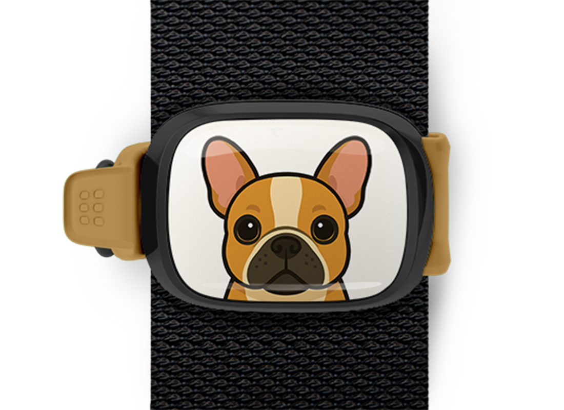 French Bulldog illustration bag tag Stwrap mounted on backpack strap