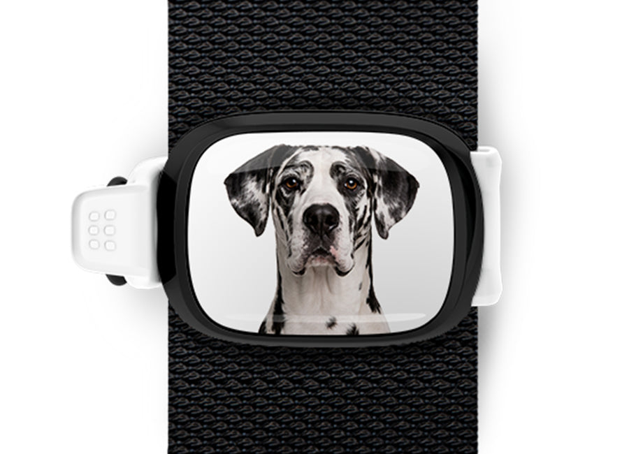Great Dane photo Stwrap bag tag mounted flat on a black bag strap