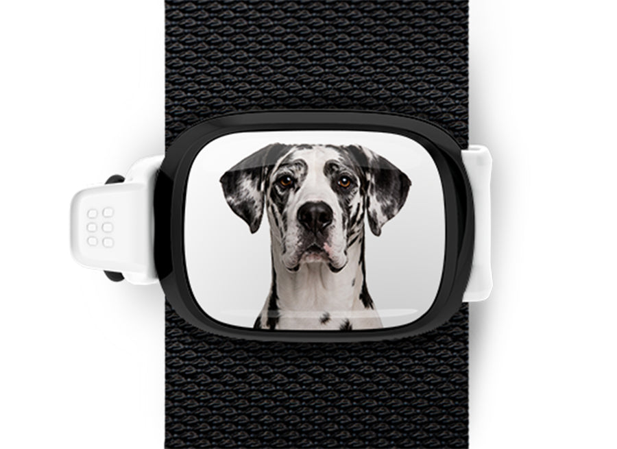 Great Dane photo Stwrap bag tag mounted flat on a black bag strap