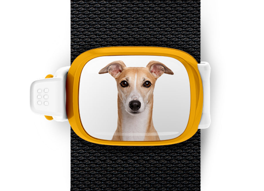 Greyhound photo Stwrap bag tag mounted flat on a black bag strap