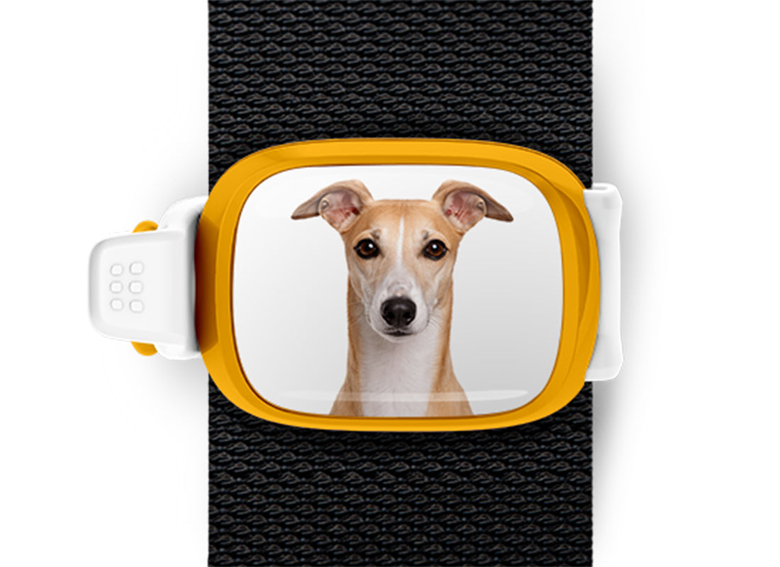 Greyhound photo Stwrap bag tag mounted flat on a black bag strap