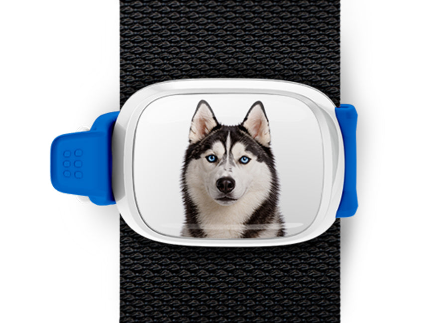 Husky photo Stwrap bag tag mounted flat on a black bag strap