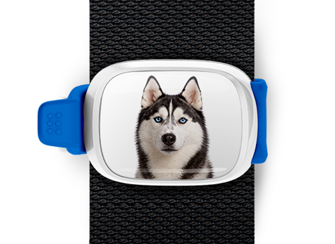 Husky photo Stwrap bag tag mounted flat on a black bag strap