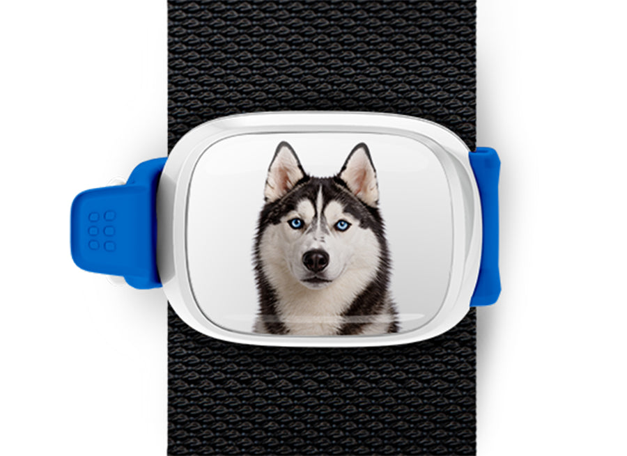 Husky photo Stwrap bag tag mounted flat on a black bag strap