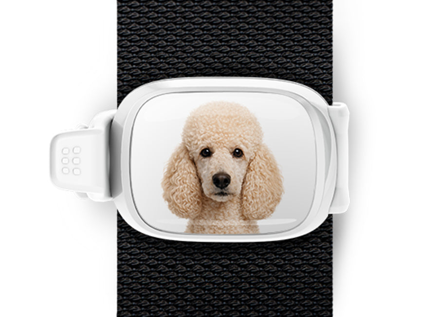 Poodle photo Stwrap bag tag mounted flat on a black bag strap
