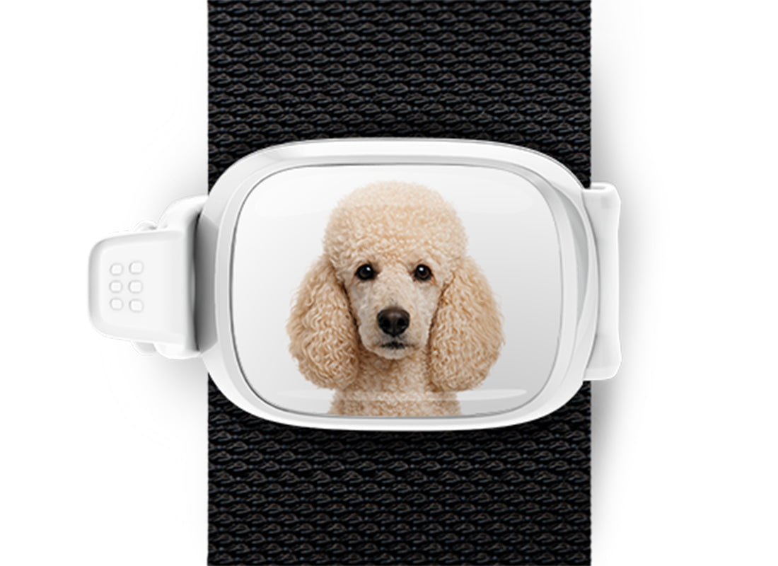 Poodle photo Stwrap bag tag mounted flat on a black bag strap