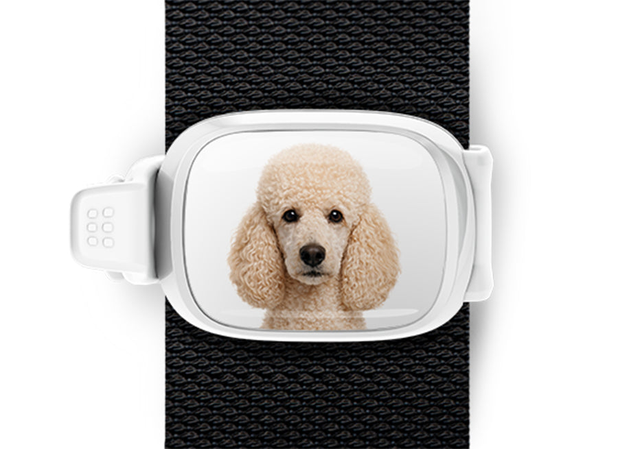 Poodle photo Stwrap bag tag mounted flat on a black bag strap