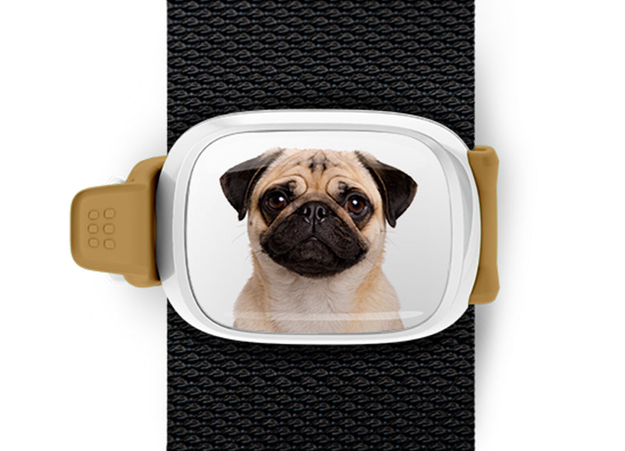 Pug photo Stwrap bag tag mounted flat on a black bag strap