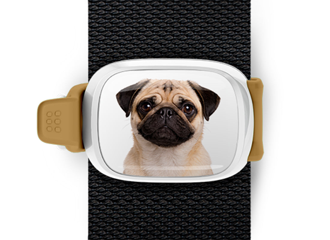 Pug photo Stwrap bag tag mounted flat on a black bag strap