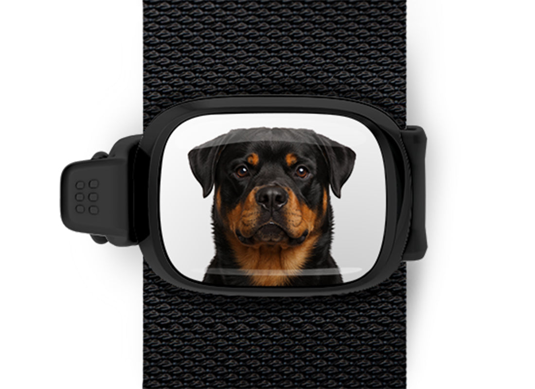 Rottweiler photo Stwrap bag tag mounted flat on a black bag strap