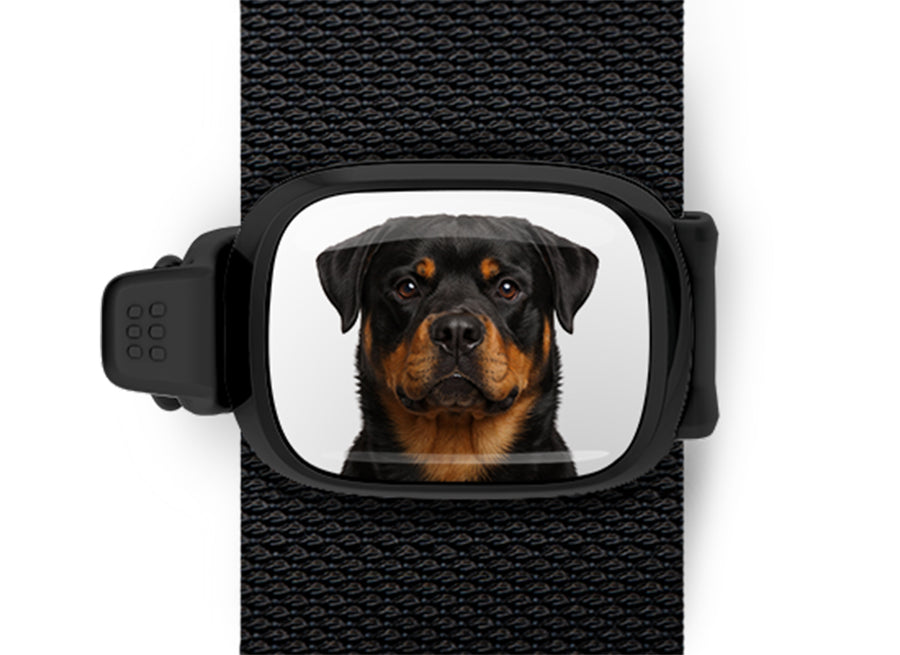 Rottweiler photo Stwrap bag tag mounted flat on a black bag strap