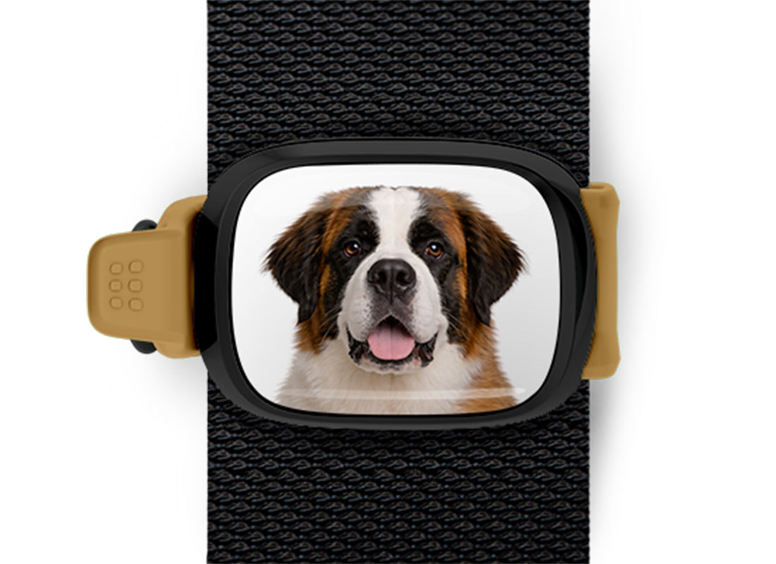 Saint Bernard photo Stwrap bag tag mounted flat on a black bag strap