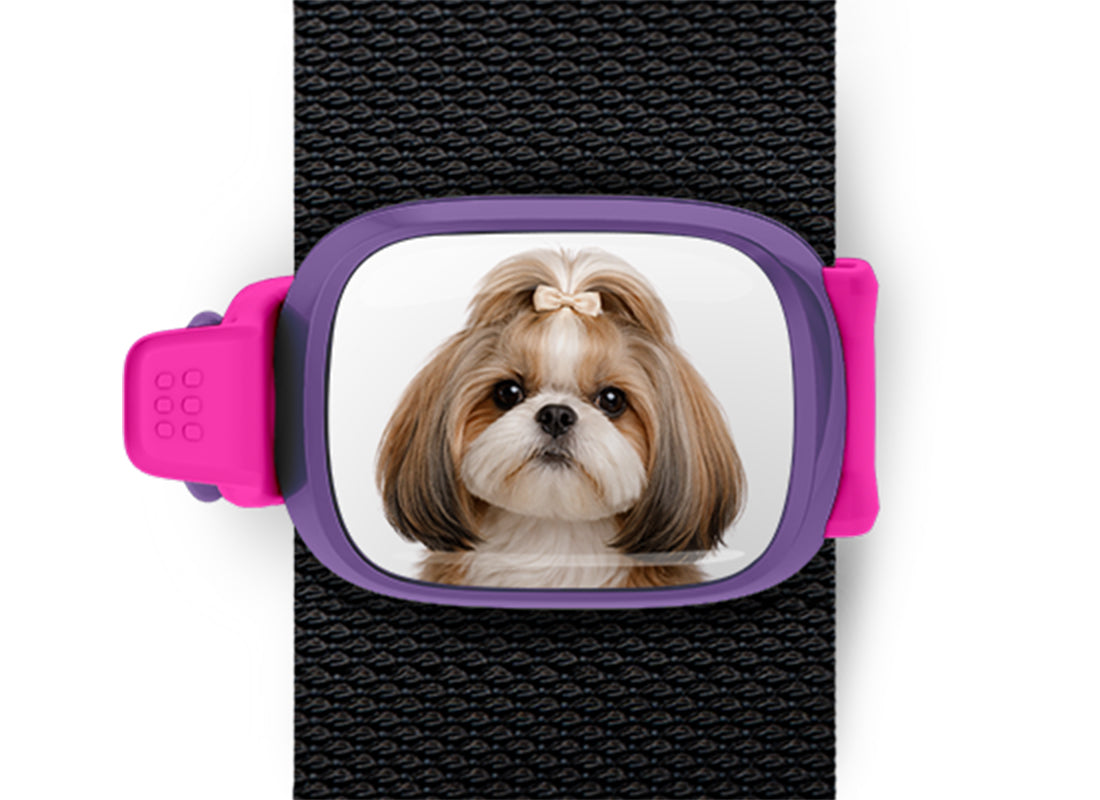 Shih Tzu photo Stwrap bag tag mounted flat on a black bag strap