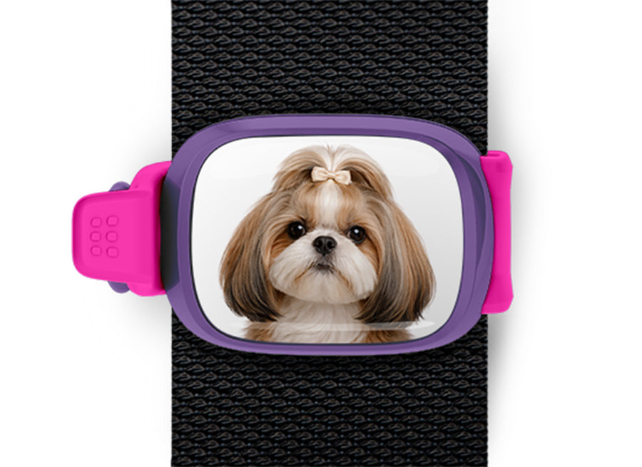 Shih Tzu photo Stwrap bag tag mounted flat on a black bag strap