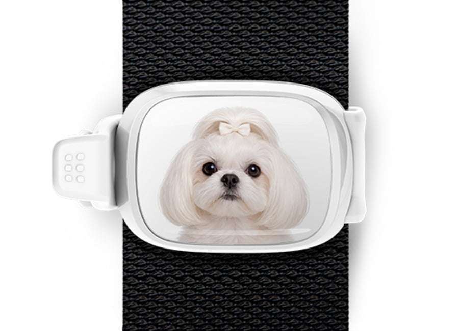 White Shih Tzu photo Stwrap bag tag mounted flat on a black bag strap