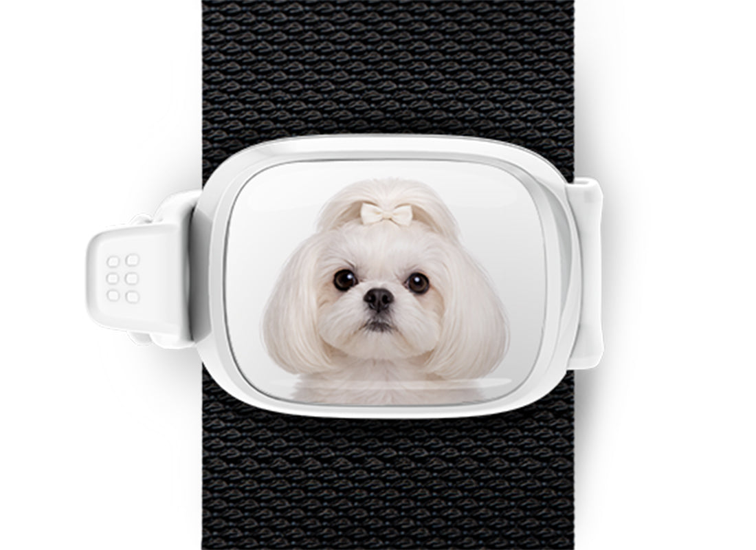 White Shih Tzu photo Stwrap bag tag mounted flat on a black bag strap