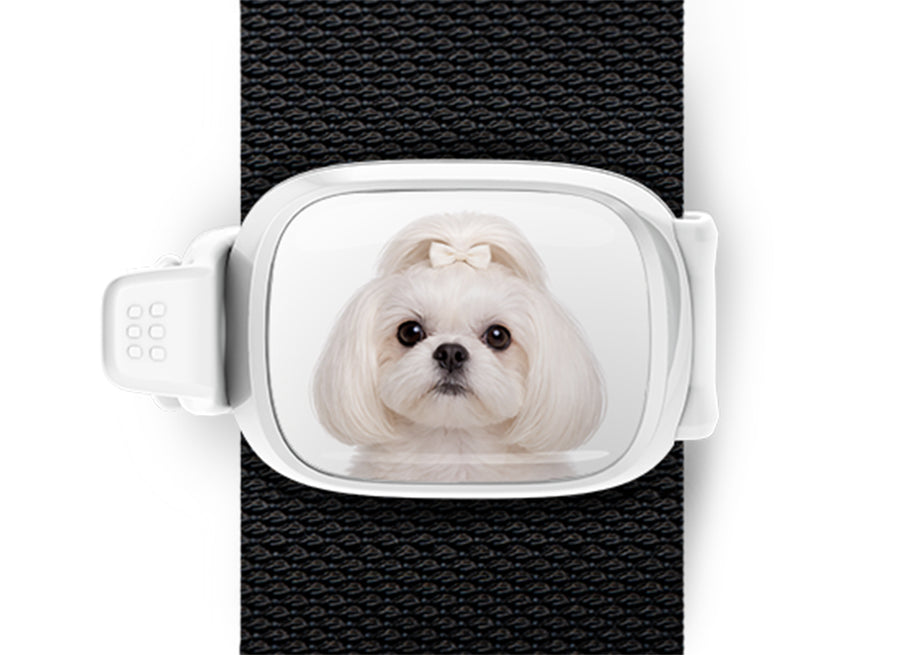 White Shih Tzu photo Stwrap bag tag mounted flat on a black bag strap