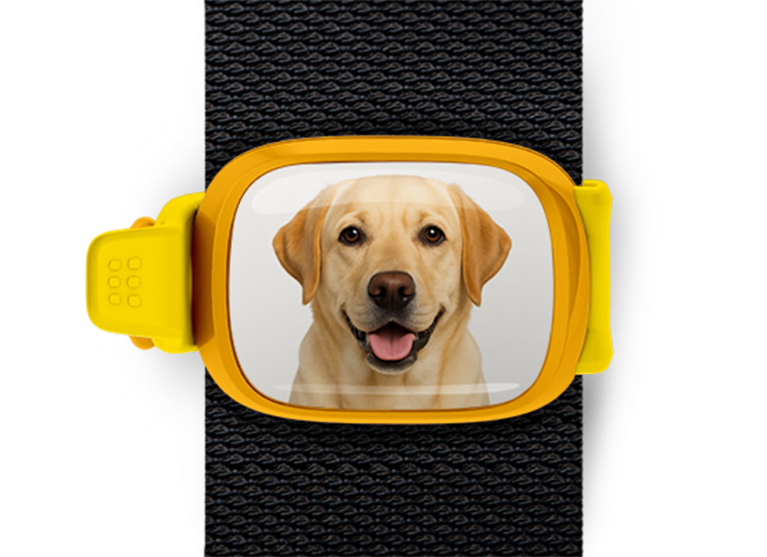 Yellow Labrador photo Stwrap bag tag mounted flat on a black bag strap