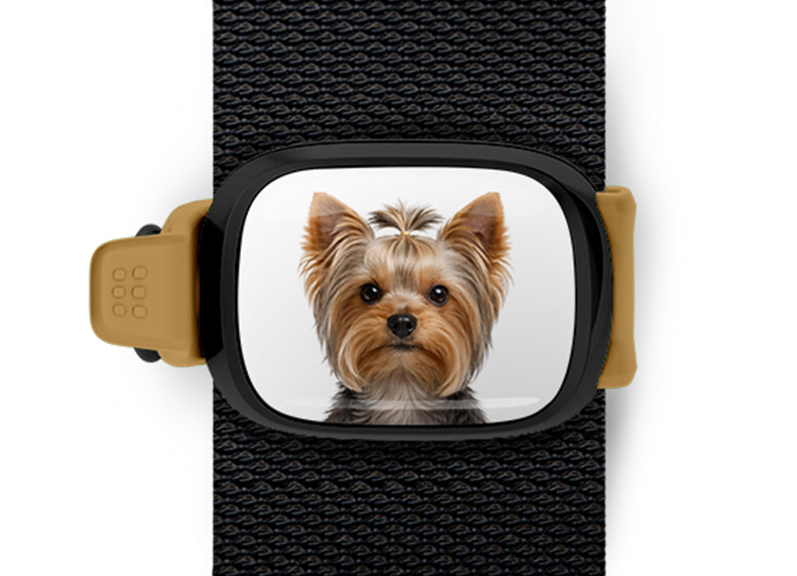 Yorkshire Terrier photo Stwrap bag tag mounted flat on a black bag strap