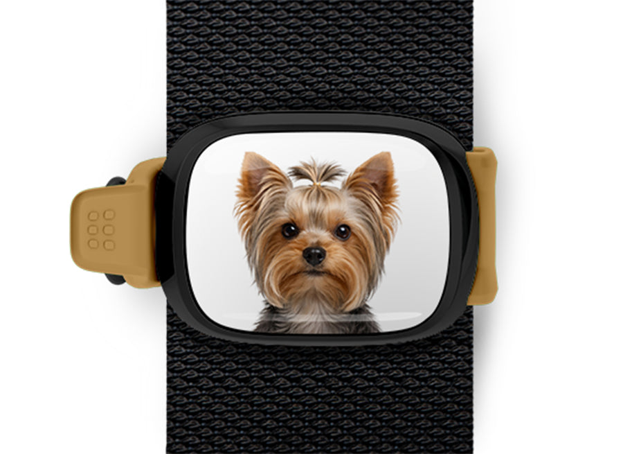 Yorkshire Terrier photo Stwrap bag tag mounted flat on a black bag strap